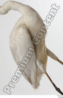 Stork  2 chest wing 0003.jpg